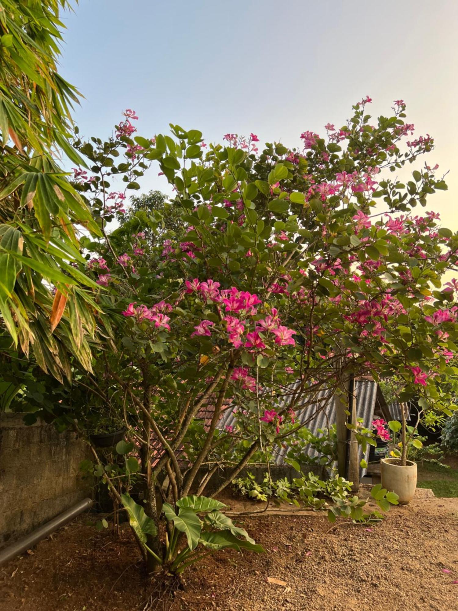 Kapaliya Unawatuna Exterior foto